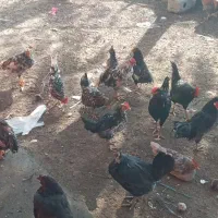 خروس گلین جوان همه جوجه امسال|حیوانات مزرعه|شاهینشهر, خانه کارگر|دیوار