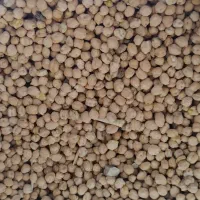 نخود بهاره بذری و خوراکی