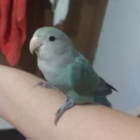 طوطی برزیلی