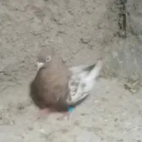 کفتر