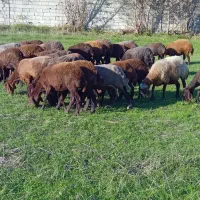 گوسفند آبستن شیشک|حیوانات مزرعه|گلوگاه, |دیوار