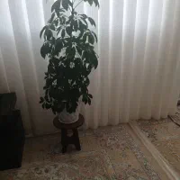 درختچه طبیعی وبسیارزیبا|گل و گیاه طبیعی|کوهدشت, |دیوار