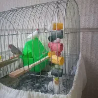 یک جفت فنچ با وسایل