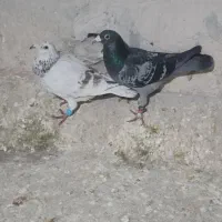 دوعدد کفتر پرشی سار وسبز بشرط