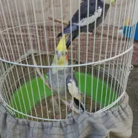 یک جفت عروس هلندی|پرنده|رشت, گلسار|دیوار