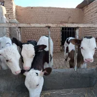 کره محلی گاوی خالص 800