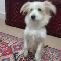 اشپیتز سگ|سگ|فردوس (خراسان), |دیوار