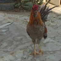 خروس چهل تاج کاکولی وریشی|حیوانات مزرعه|پیر بکران, |دیوار