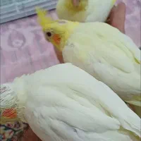 عروس هلندی