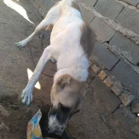 واگذاری سگ|سگ|اسفراین, |دیوار