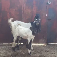 بز پاکستانی اصل شکم اول با نرش وتازه برخورده|حیوانات مزرعه|بندر ماهشهر, |دیوار