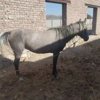اسب مادیان