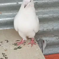 پنج کفتر نرو ماده