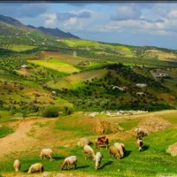 سرمایه گذاری دامداری