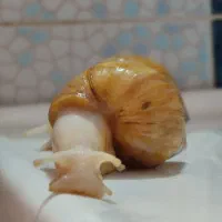 فروش حلزون آچاتینا|خزنده|شهرضا, |دیوار