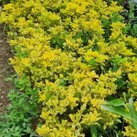 گل و گیاه زینتی ارزان قیمت با کیفیت‌ بالا