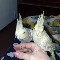 جفت عروس هلندی