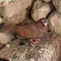 خیابان جهان کشاورزی