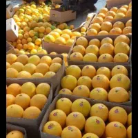 میوه مرکبات کوهستانی|خوردنی و آشامیدنی|اصفهان, دانشگاه اصفهان|دیوار