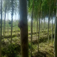 زمین باغی در شهرکردکندی