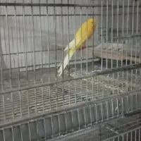 قناری رسمی بلند