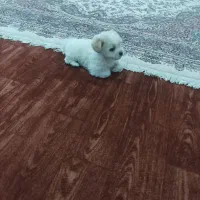 سگ مینیاتوری وارداتی