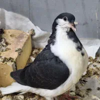 کفتر کبوتر جوجه دو ماهه