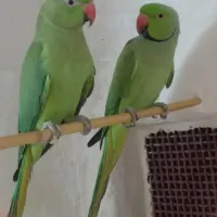 طوطی