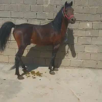 اسب 5سال|حیوانات مزرعه|سردشت, |دیوار