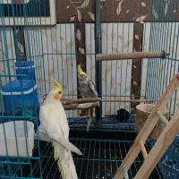 عروس پاریس نر و ماده|پرنده|اهواز, گلدشت|دیوار