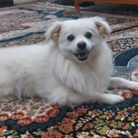 نژاد پام اسپیتز|سگ|یزد, |دیوار