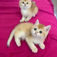 گربه کوچولو|گربه|تهران, تهرانسر شرقی|دیوار