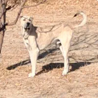 واگذاری سگ سرابی ۲۰ ماهه قد ۸۰|سگ|اردبیل, |دیوار