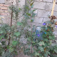 نهال بادام ،انگور،هیوا،سیب|گل و گیاه طبیعی|خسروشاه, |دیوار