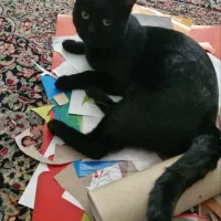 گربه‌ خانگی گم‌شده، کمک کنید پیدا بشه