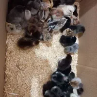 جوجه|حیوانات مزرعه|گتوند, |دیوار