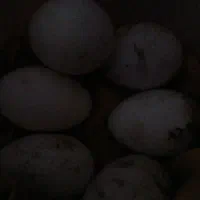 تخم غاز