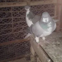 یک جفت کبوتر شهری سبز|پرنده|طسوج, |دیوار