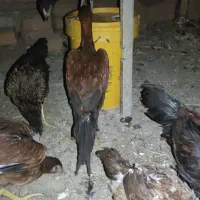 فروش مرغ و خروس لاری اصیل ۵ماهه