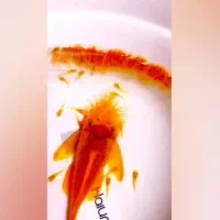 کت پوزه بوته ای سوپر رد ماربل