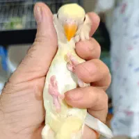 طوطی برزیلی جوجه فول دستی دونخور