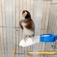 سهره خط چشم دار|پرنده|ری, ملکآباد|دیوار