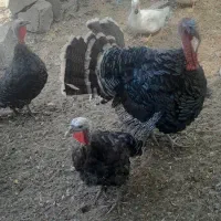 بوقلمون|حیوانات مزرعه|مشهد, امیریه|دیوار