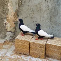 کبوتر قره کوینح کاکل دار. یک جفت