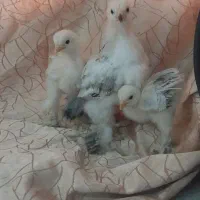 برهما.جوجه.بقلمون