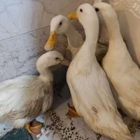 فروش اردک|حیوانات مزرعه|رشت, شهرک آیت الله منتظری|دیوار