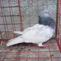 کفتر کله سبز کلایی ماده