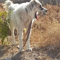 سگ نژاد افغان جوان گله ونگهبان|سگ|کوهسار (البرز), |دیوار