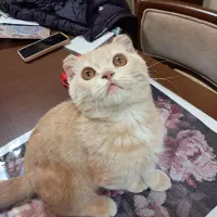 گربه اسکاتیش