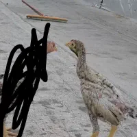 جوجه خروس لاری